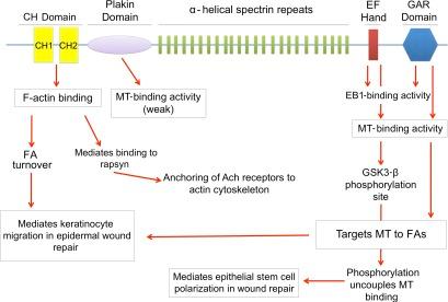 https://cdn.ncbi.nlm.nih.gov/pmc/blobs/ac5b/3352950/be2c3017c9bd/JCB_201112034_Fig2.jpg