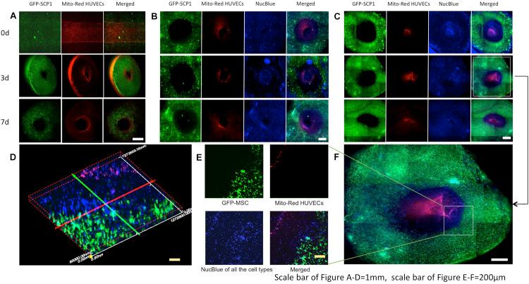 https://cdn.ncbi.nlm.nih.gov/pmc/blobs/ac5c/7785876/237ee1e87e9c/fbioe-08-568934-g004.jpg