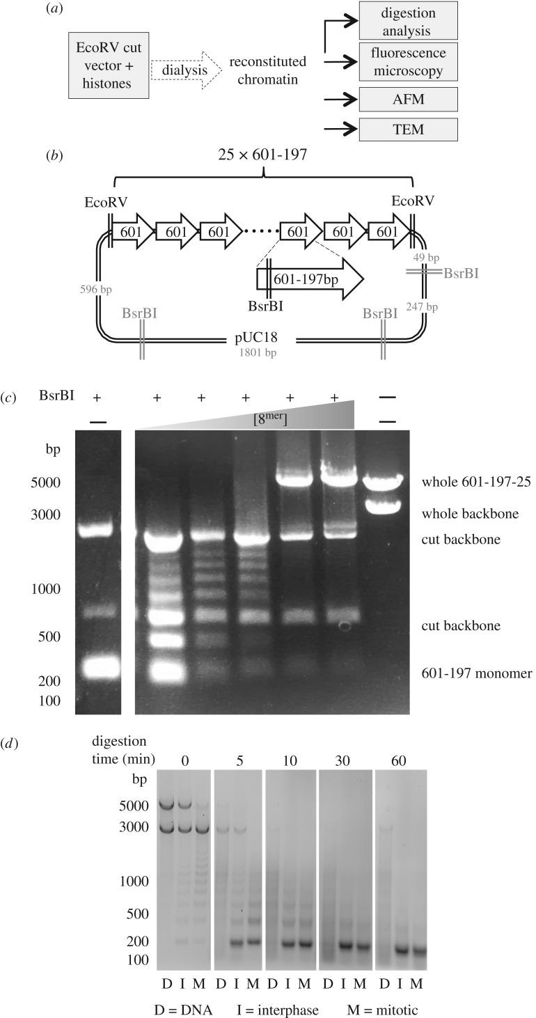 https://cdn.ncbi.nlm.nih.gov/pmc/blobs/ac66/5627050/04b11b6edb37/rsob-7-170076-g3.jpg