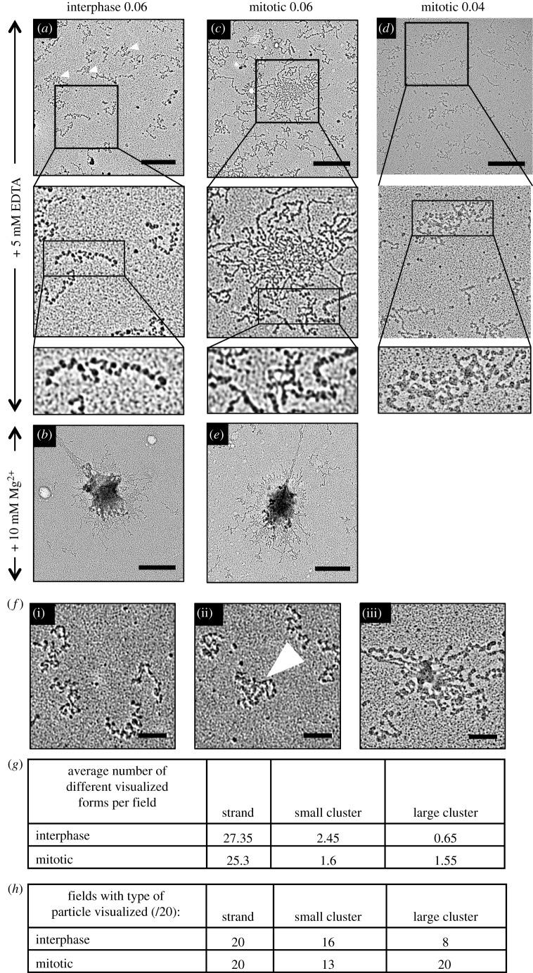https://cdn.ncbi.nlm.nih.gov/pmc/blobs/ac66/5627050/1e12e26efddf/rsob-7-170076-g7.jpg