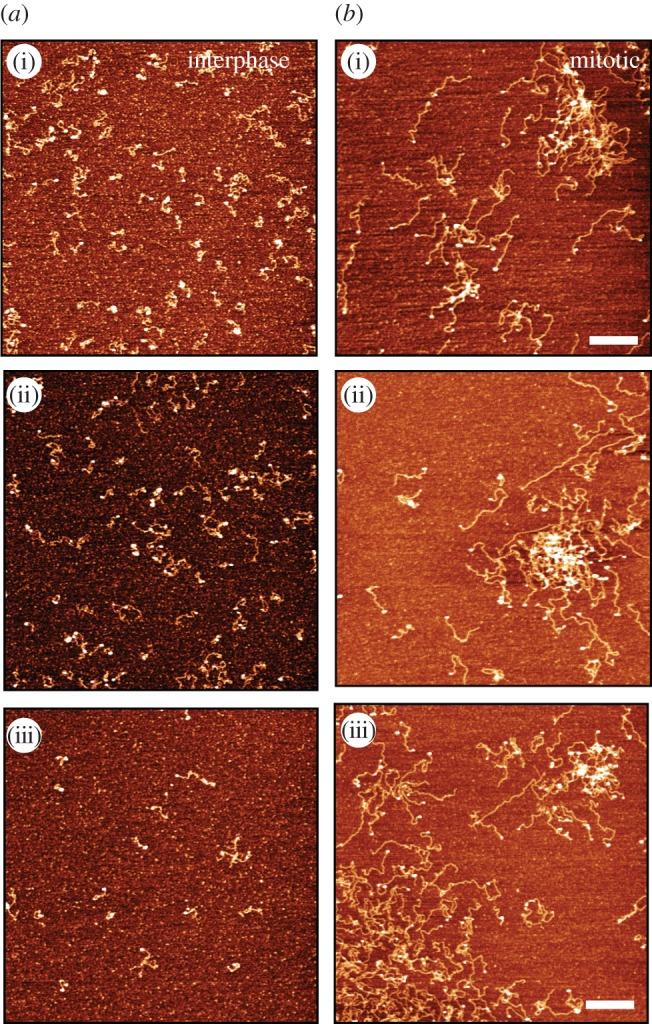 https://cdn.ncbi.nlm.nih.gov/pmc/blobs/ac66/5627050/be0c45e29241/rsob-7-170076-g6.jpg