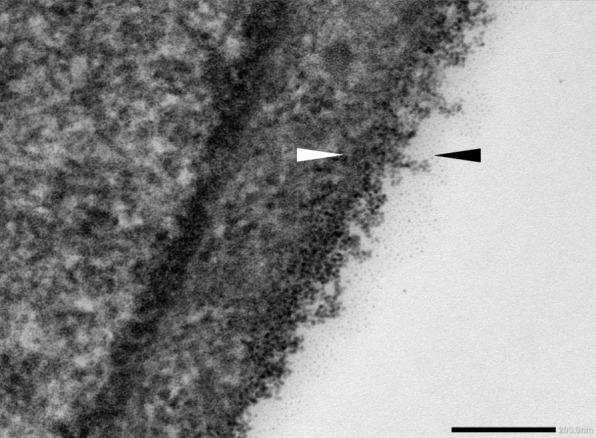 https://cdn.ncbi.nlm.nih.gov/pmc/blobs/ac66/6925438/ca183a977739/12871_2019_896_Fig1_HTML.jpg