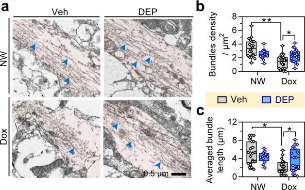 https://cdn.ncbi.nlm.nih.gov/pmc/blobs/ac67/8280143/16730b782d94/41392_2021_669_Fig5_HTML.jpg