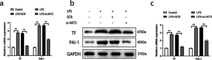 https://cdn.ncbi.nlm.nih.gov/pmc/blobs/ac6a/10809548/8a2b7e887c19/12931_2024_2689_Fig9_HTML.jpg