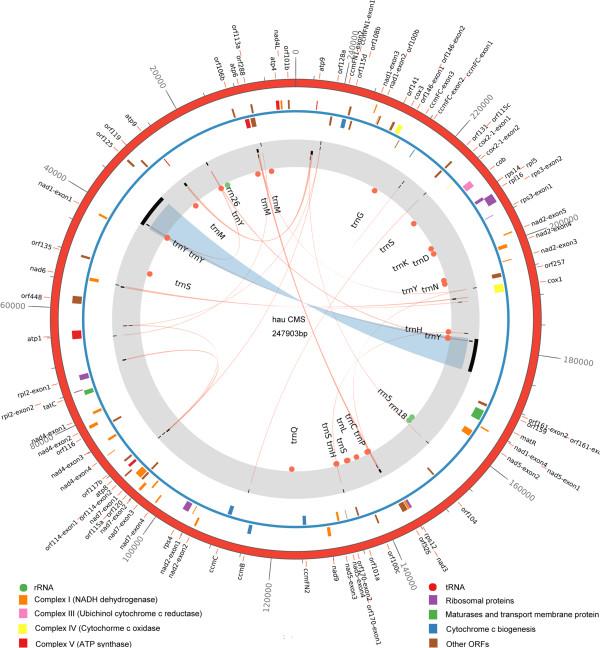 https://cdn.ncbi.nlm.nih.gov/pmc/blobs/ac6b/4035054/79ffca8cc83e/12864_2013_6022_Fig1_HTML.jpg