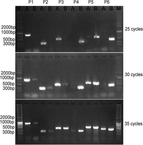 https://cdn.ncbi.nlm.nih.gov/pmc/blobs/ac6b/4035054/7c31cdddefd4/12864_2013_6022_Fig4_HTML.jpg