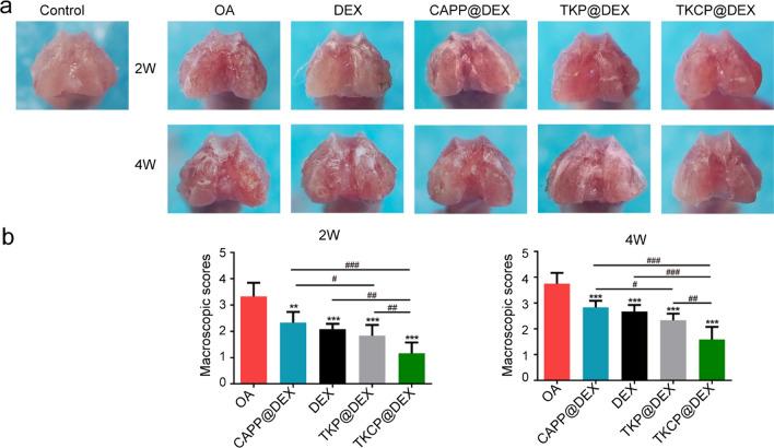 https://cdn.ncbi.nlm.nih.gov/pmc/blobs/ac6b/8627084/cffd82930240/12951_2021_1136_Fig5_HTML.jpg