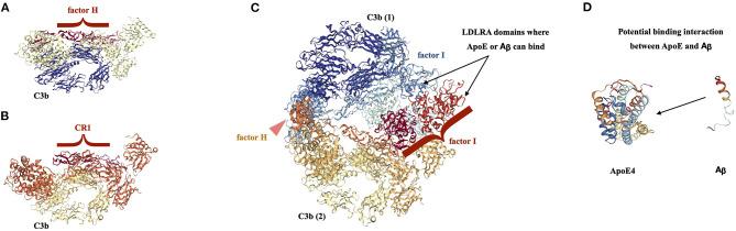 https://cdn.ncbi.nlm.nih.gov/pmc/blobs/ac6c/7969890/032a257f0a39/fnmol-14-620090-g0007.jpg