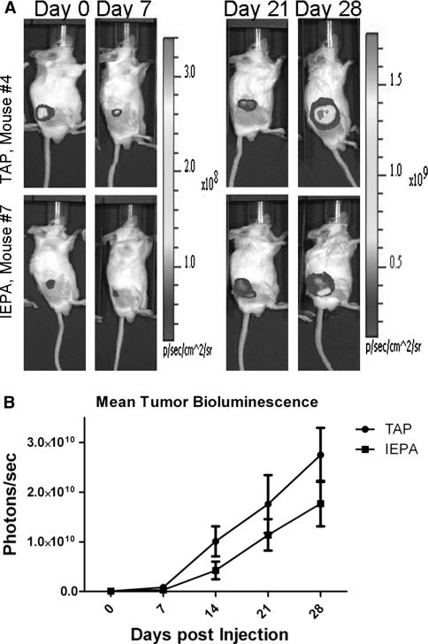 https://cdn.ncbi.nlm.nih.gov/pmc/blobs/ac6d/3213349/07256e94b9d0/10585_2011_9415_Fig2_HTML.jpg