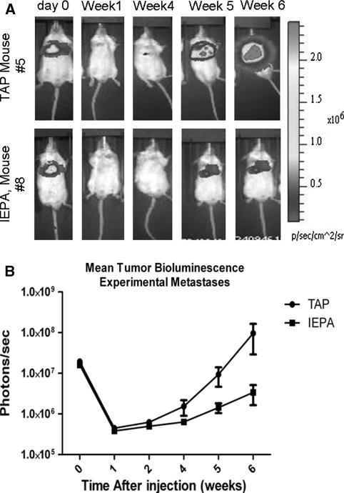 https://cdn.ncbi.nlm.nih.gov/pmc/blobs/ac6d/3213349/fafeb74fbdb2/10585_2011_9415_Fig5_HTML.jpg