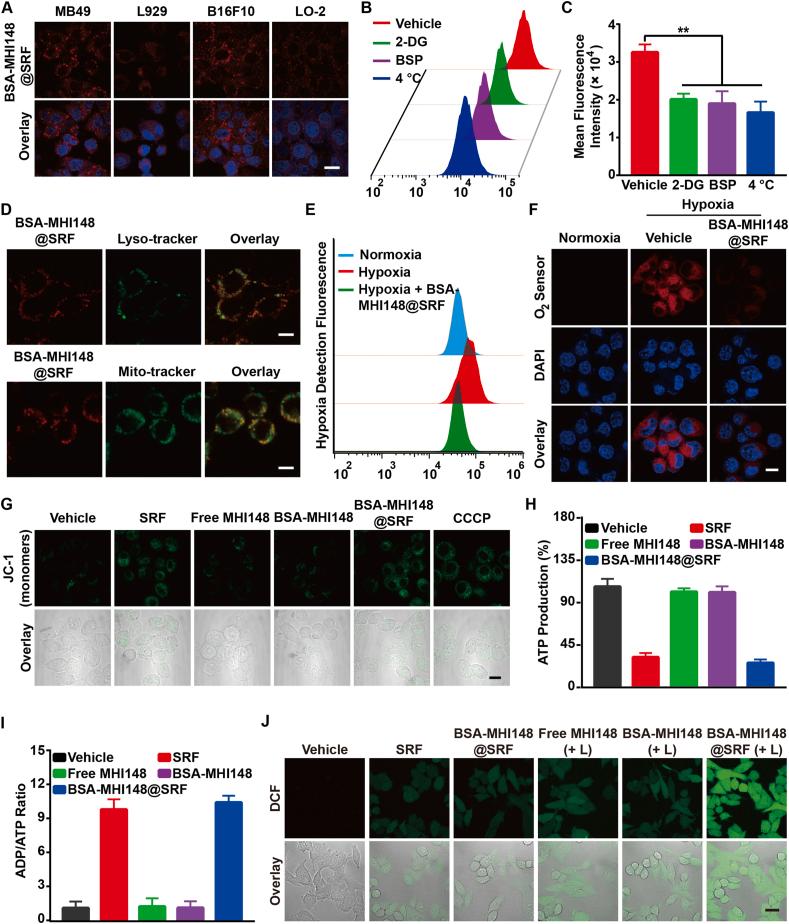 https://cdn.ncbi.nlm.nih.gov/pmc/blobs/ac6d/9643273/6412ac804888/gr4.jpg