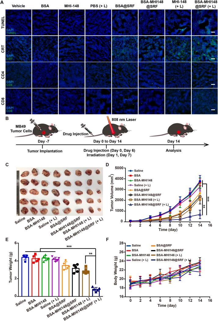 https://cdn.ncbi.nlm.nih.gov/pmc/blobs/ac6d/9643273/e6f09d0fa035/gr9.jpg