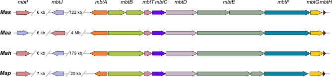 https://cdn.ncbi.nlm.nih.gov/pmc/blobs/ac6e/12337445/0d183a7737aa/12864_2025_11893_Fig7_HTML.jpg