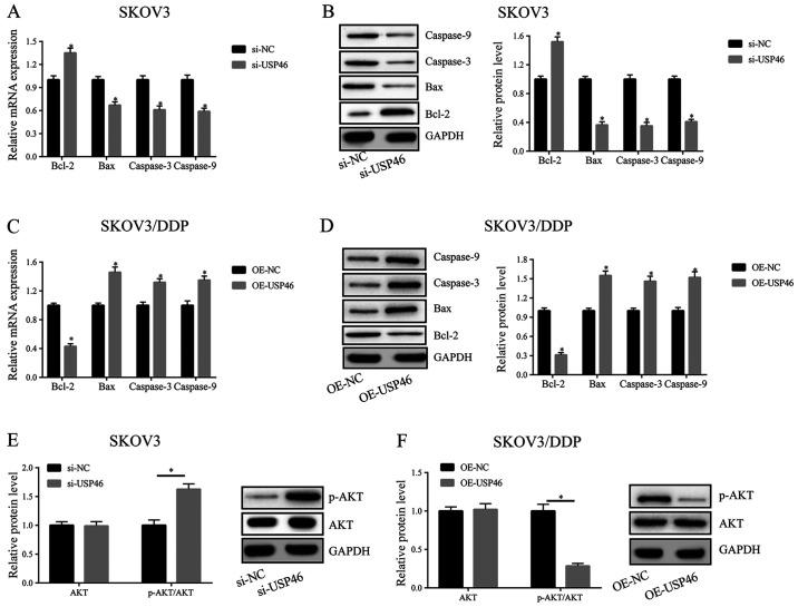 https://cdn.ncbi.nlm.nih.gov/pmc/blobs/ac6e/7893694/829c746e9bea/mmr-23-04-11902-g03.jpg