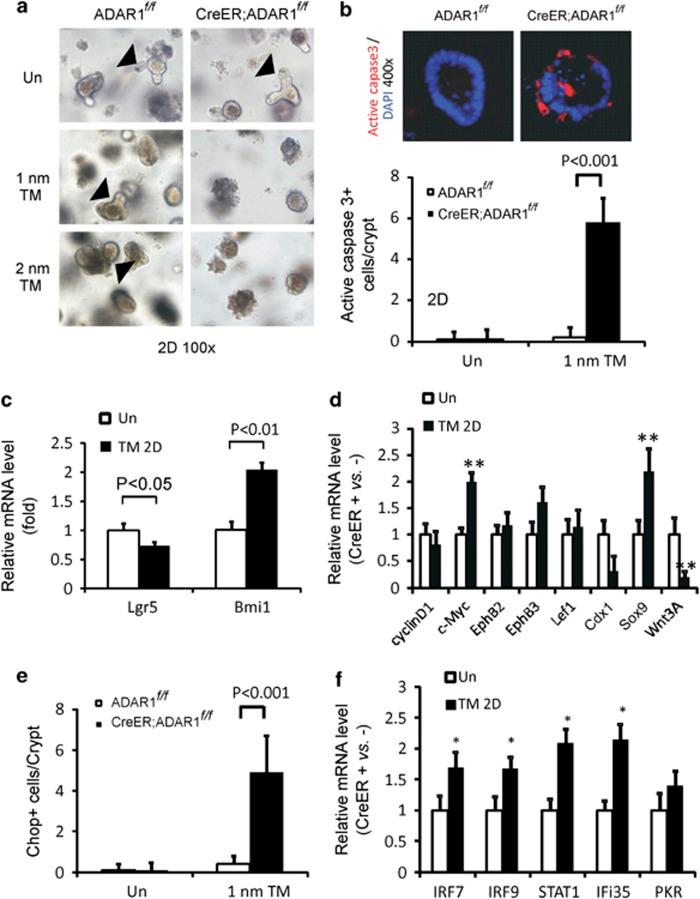 https://cdn.ncbi.nlm.nih.gov/pmc/blobs/ac6f/3641348/0d7059efe79b/cddis2013125f6.jpg