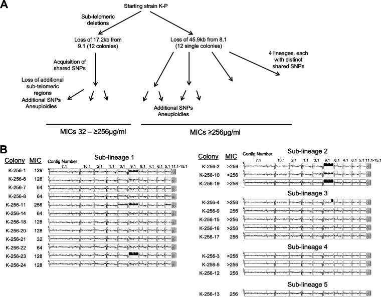 https://cdn.ncbi.nlm.nih.gov/pmc/blobs/ac6f/9426540/cd2a7ca7149d/mbio.00842-22-f004.jpg
