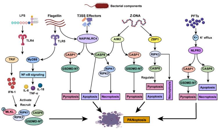 https://cdn.ncbi.nlm.nih.gov/pmc/blobs/ac71/11768250/787faefcb317/pathogens-14-00043-g003.jpg