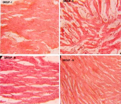 https://cdn.ncbi.nlm.nih.gov/pmc/blobs/ac75/3334372/e4a83ed7931a/jcbn11-69f03.jpg
