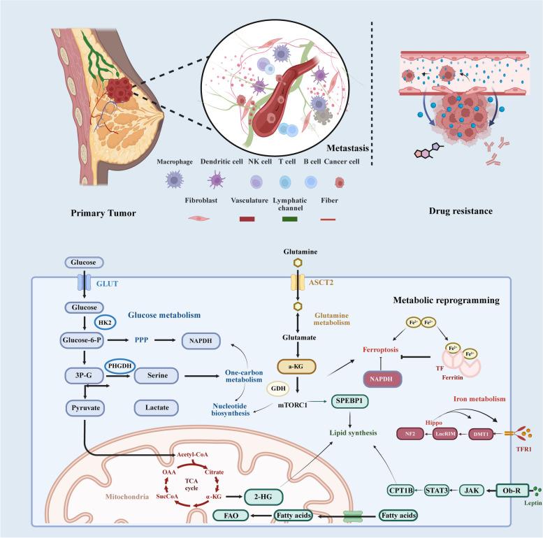 https://cdn.ncbi.nlm.nih.gov/pmc/blobs/ac78/11580516/0a5f74fad971/12943_2024_2165_Fig5_HTML.jpg