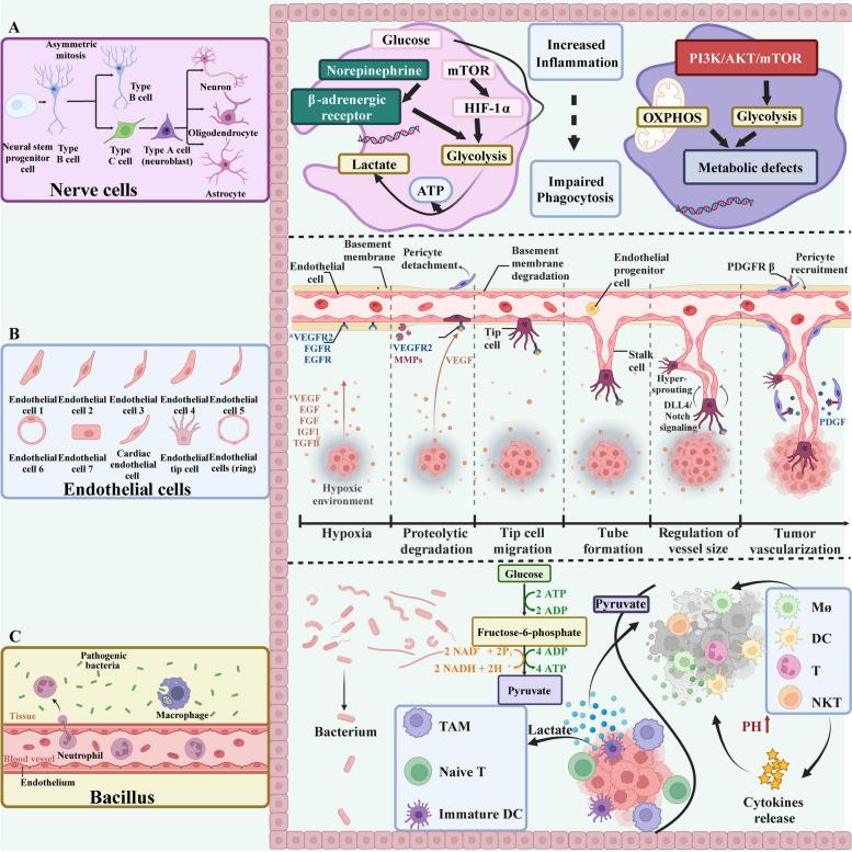 https://cdn.ncbi.nlm.nih.gov/pmc/blobs/ac78/11580516/1a14999e5c33/12943_2024_2165_Fig3_HTML.jpg