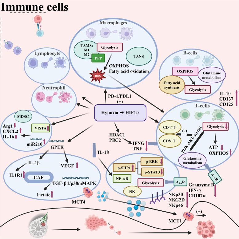 https://cdn.ncbi.nlm.nih.gov/pmc/blobs/ac78/11580516/3e24f8c35005/12943_2024_2165_Fig2_HTML.jpg