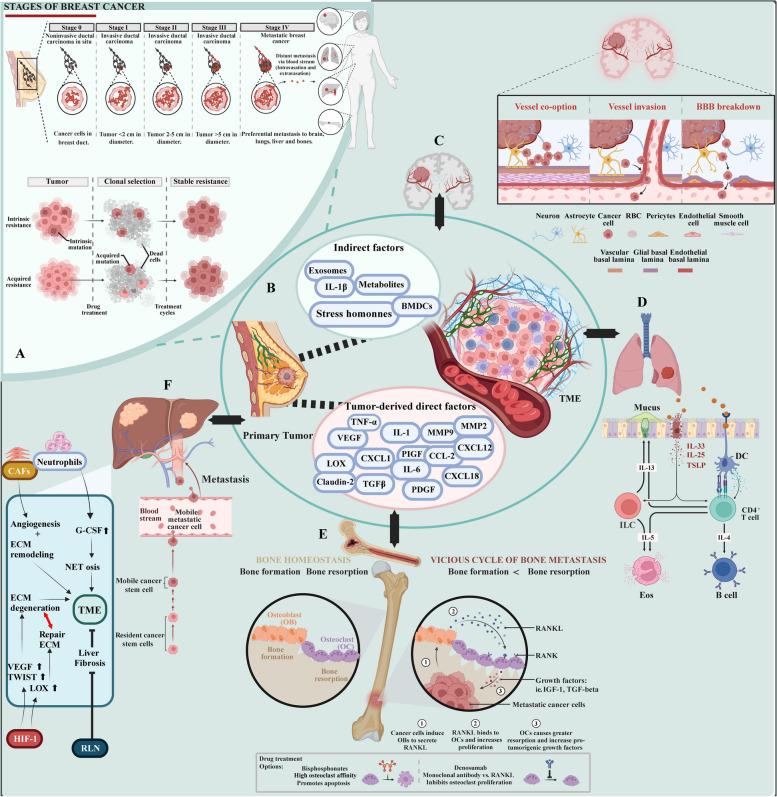 https://cdn.ncbi.nlm.nih.gov/pmc/blobs/ac78/11580516/d1076fd1bd10/12943_2024_2165_Fig4_HTML.jpg