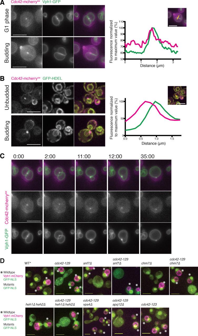 https://cdn.ncbi.nlm.nih.gov/pmc/blobs/ac78/7401818/93f20b73d300/JCB_201910119_FigS2.jpg