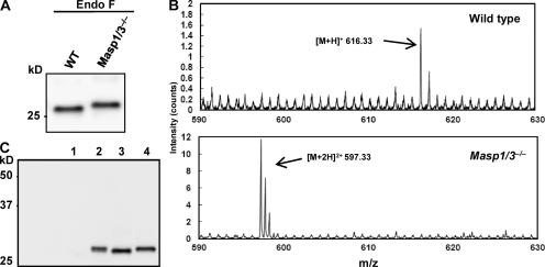 https://cdn.ncbi.nlm.nih.gov/pmc/blobs/ac79/2812541/de7a0ba0d2d0/JEM_20090633_GS_Fig3.jpg