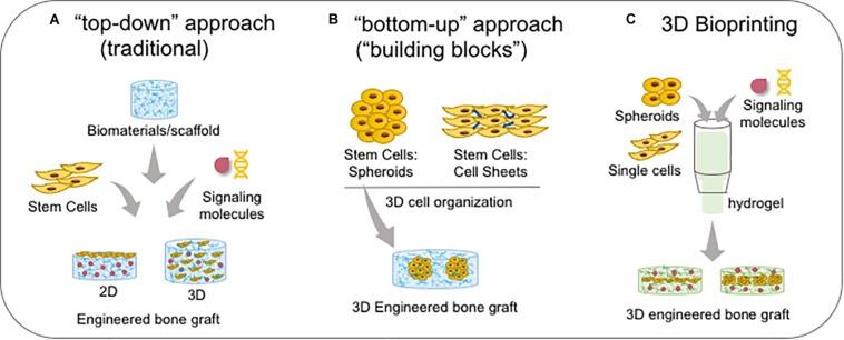 https://cdn.ncbi.nlm.nih.gov/pmc/blobs/ac79/6923686/0e46d35dd555/fcell-07-00340-g008.jpg