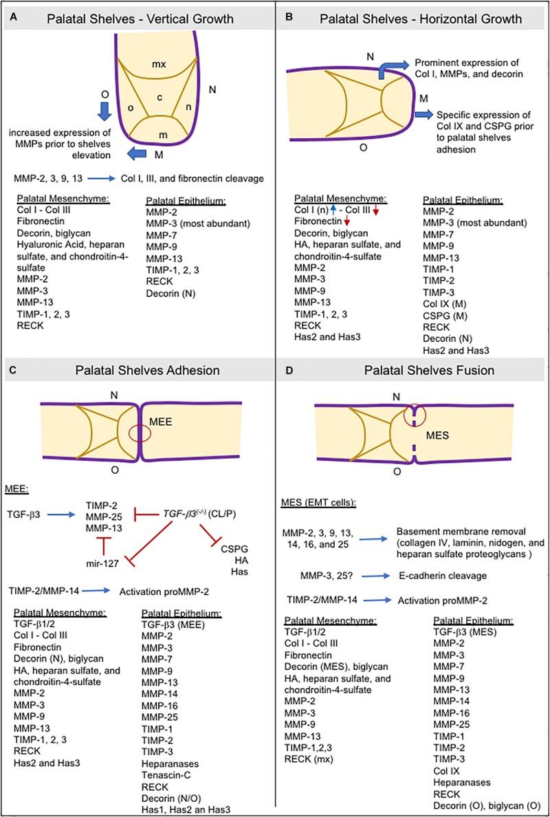 https://cdn.ncbi.nlm.nih.gov/pmc/blobs/ac79/6923686/4126c05ee2e3/fcell-07-00340-g004.jpg