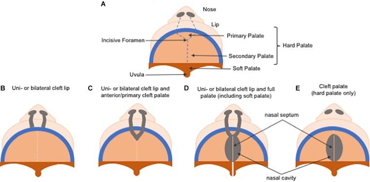 https://cdn.ncbi.nlm.nih.gov/pmc/blobs/ac79/6923686/9fb2e1b05e92/fcell-07-00340-g005.jpg