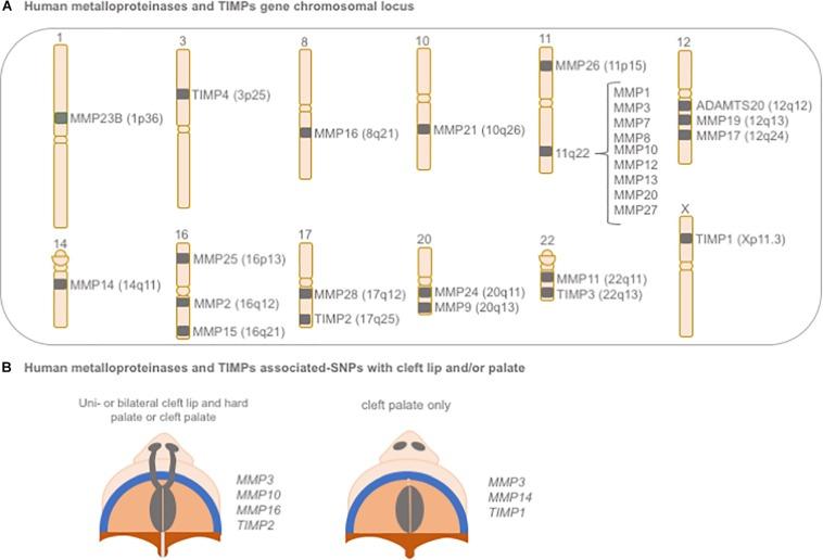 https://cdn.ncbi.nlm.nih.gov/pmc/blobs/ac79/6923686/9fe29ef98909/fcell-07-00340-g006.jpg