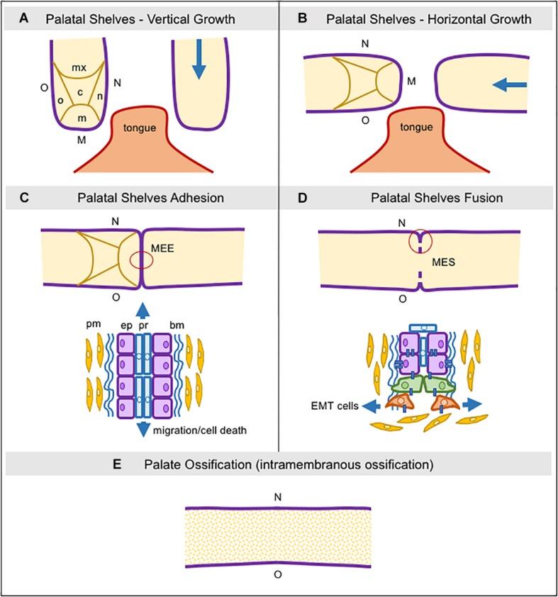 https://cdn.ncbi.nlm.nih.gov/pmc/blobs/ac79/6923686/a4066f9b1722/fcell-07-00340-g001.jpg