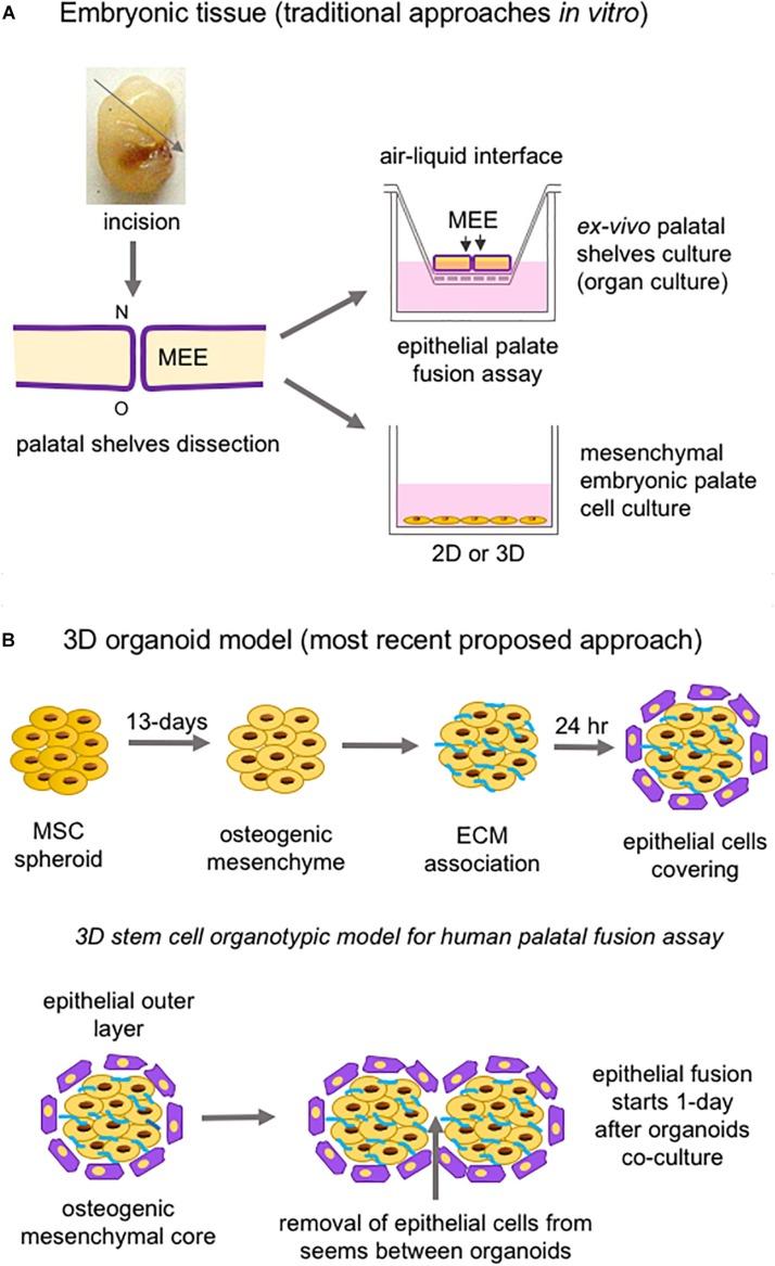 https://cdn.ncbi.nlm.nih.gov/pmc/blobs/ac79/6923686/a49c9f4b4b8d/fcell-07-00340-g007.jpg