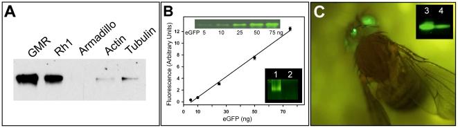 https://cdn.ncbi.nlm.nih.gov/pmc/blobs/ac7e/3072989/feb6611b4f09/pone.0018478.g001.jpg