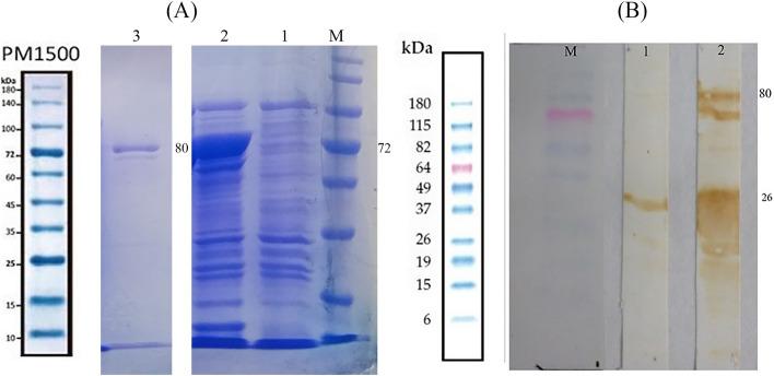 https://cdn.ncbi.nlm.nih.gov/pmc/blobs/ac7e/9798644/f14305c9ff5c/12917_2022_3558_Fig5_HTML.jpg
