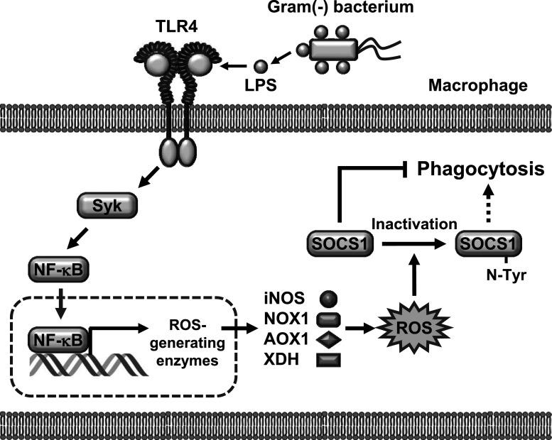 https://cdn.ncbi.nlm.nih.gov/pmc/blobs/ac7f/9548688/203a72ca6d53/10.1177_03946320221133018-fig5.jpg