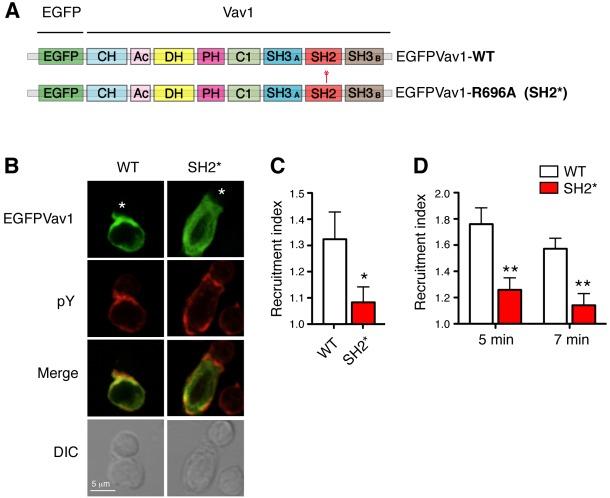 https://cdn.ncbi.nlm.nih.gov/pmc/blobs/ac80/3561853/7794a4fc70eb/jcs-125-22-5302-f03.jpg