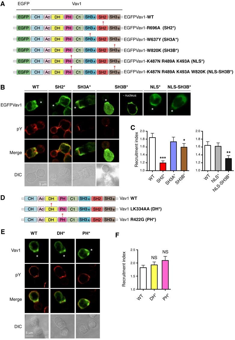 https://cdn.ncbi.nlm.nih.gov/pmc/blobs/ac80/3561853/d45cfa1b8406/jcs-125-22-5302-f02.jpg
