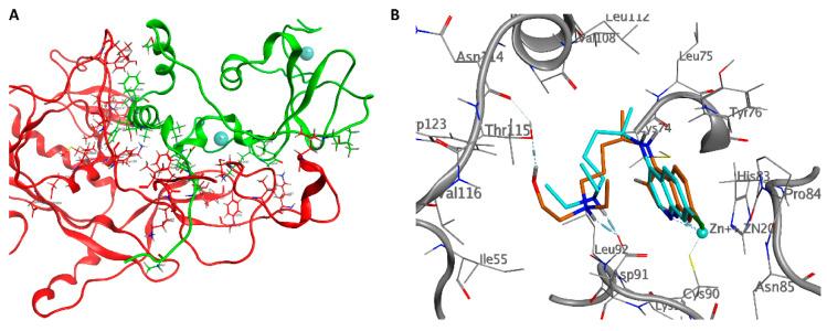 https://cdn.ncbi.nlm.nih.gov/pmc/blobs/ac84/7461590/42ace5c2a953/ijms-21-05856-g004.jpg