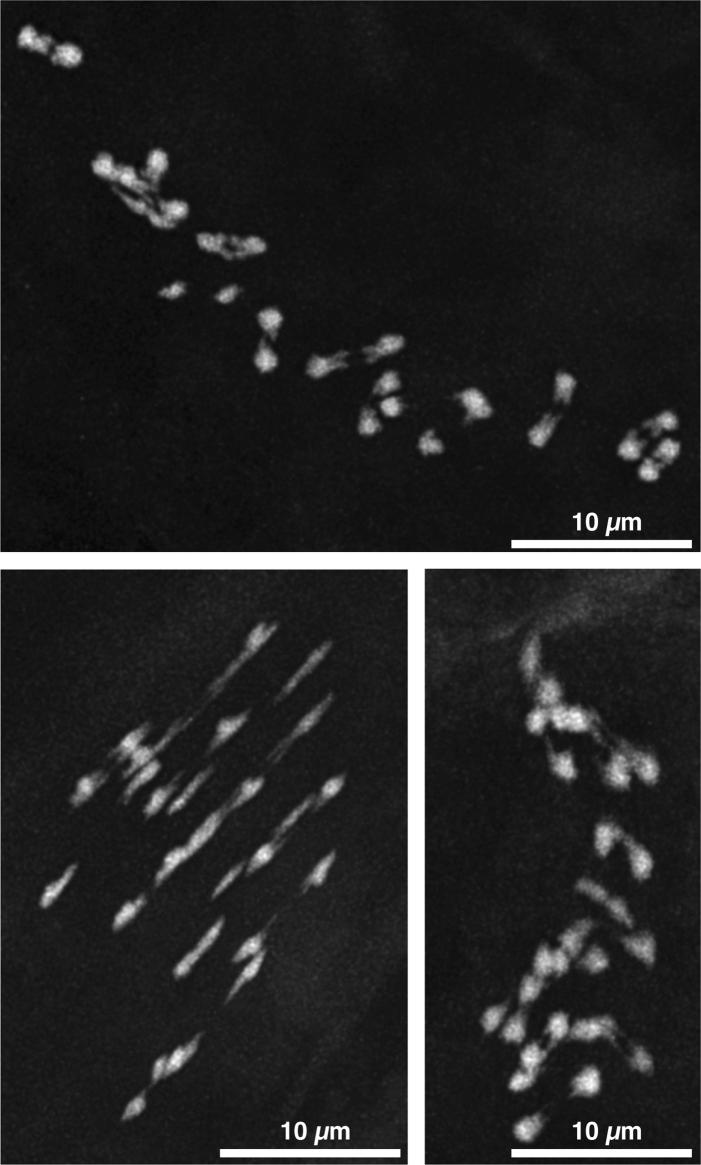 https://cdn.ncbi.nlm.nih.gov/pmc/blobs/ac85/11310076/4d5e1f678959/41559_2024_2455_Fig5_ESM.jpg