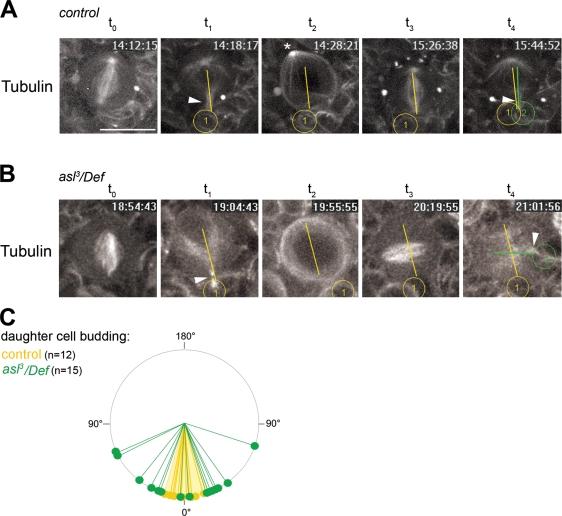 https://cdn.ncbi.nlm.nih.gov/pmc/blobs/ac86/2835941/bd5ac7670b8d/JCB_200905024_RGB_Fig5.jpg