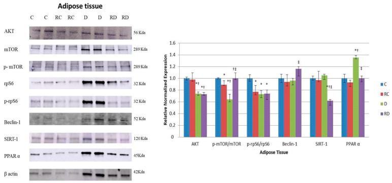 https://cdn.ncbi.nlm.nih.gov/pmc/blobs/ac87/11855909/98f341080619/ijms-26-01672-g007.jpg