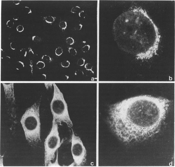https://cdn.ncbi.nlm.nih.gov/pmc/blobs/ac87/1384405/55930cb5a8ec/immunology00122-0107-a.jpg