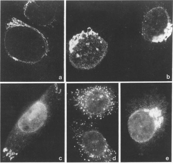 https://cdn.ncbi.nlm.nih.gov/pmc/blobs/ac87/1384405/cd204f3f3f69/immunology00122-0109-a.jpg