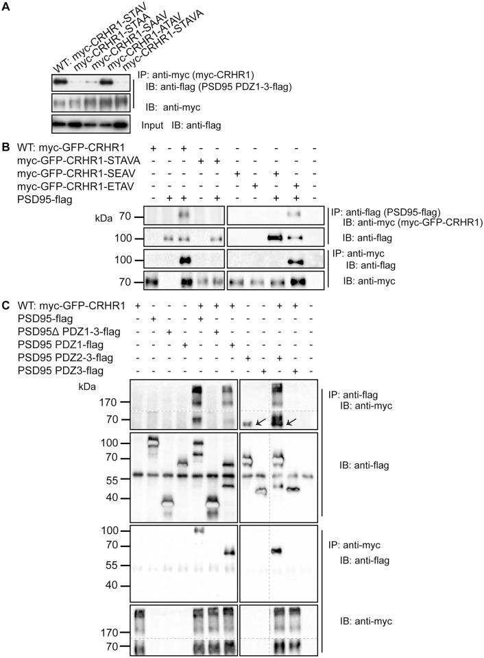 https://cdn.ncbi.nlm.nih.gov/pmc/blobs/ac87/4564177/69db24512fea/pone.0136768.g003.jpg