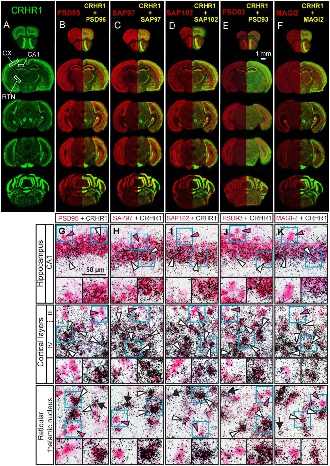 https://cdn.ncbi.nlm.nih.gov/pmc/blobs/ac87/4564177/78ebd8485520/pone.0136768.g001.jpg
