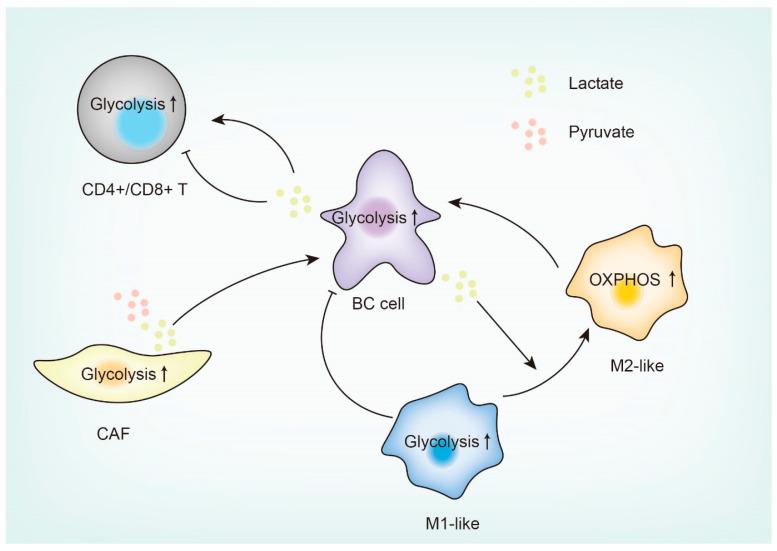 https://cdn.ncbi.nlm.nih.gov/pmc/blobs/ac88/10341343/9abd766d9ab0/cancers-15-03390-g003.jpg