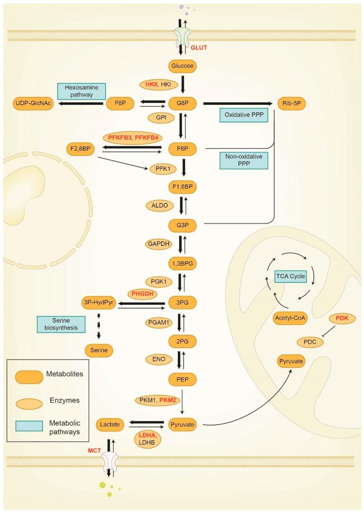 https://cdn.ncbi.nlm.nih.gov/pmc/blobs/ac88/10341343/b2b9eeaa2d48/cancers-15-03390-g002.jpg