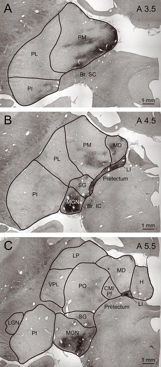 https://cdn.ncbi.nlm.nih.gov/pmc/blobs/ac8a/9890477/fa0f6b63ccae/bhac109f8.jpg